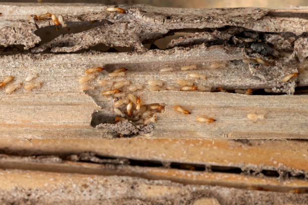  Aldine, TX Pest Control Pros