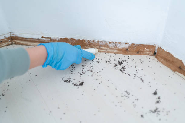 Best Termite Control Services  in Aldine, TX